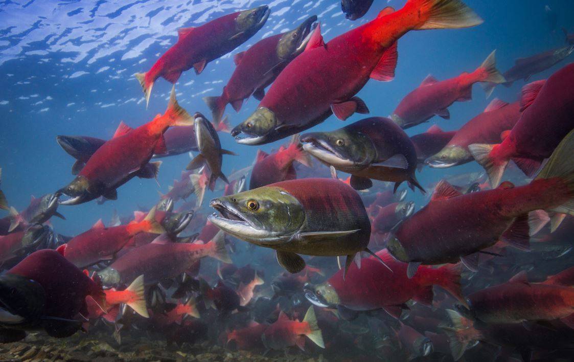 Universidad Santo Tomás obtiene patente de invención nacional por la creación de un sistema de cuantificación de antibióticos en salmones